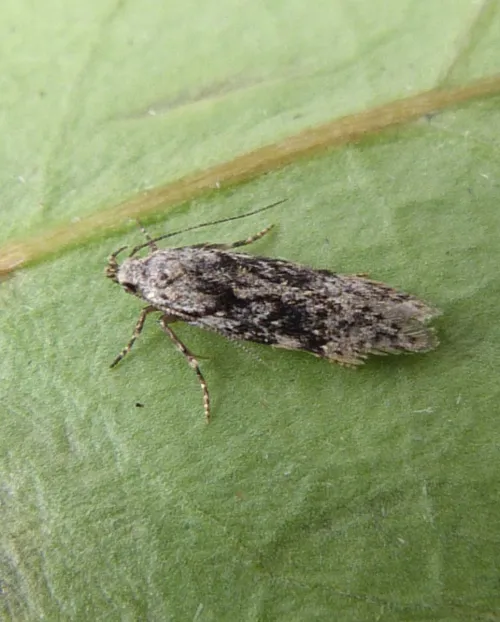 Carpatolechia fugitivella - photo 3