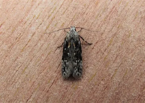 Carpatolechia fugitivella - photo 4