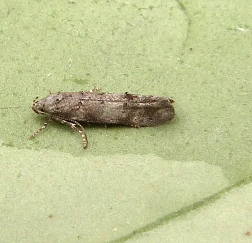 Carpatolechia fugitivella - photo 5