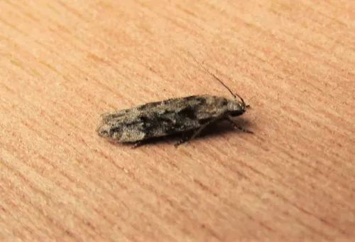 Carpatolechia fugitivella - photo 6
