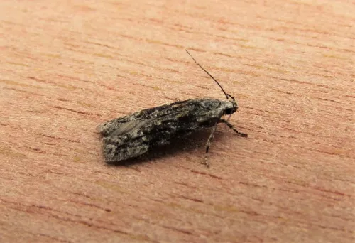 Carpatolechia fugitivella - photo 7