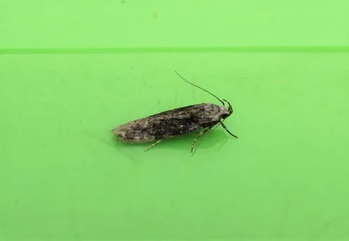 Carpatolechia fugitivella - photo 8