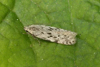 Carpatolechia proximella