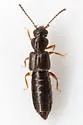 Carpelimus aridus