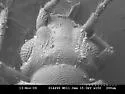 Carpelimus bilineatus - photo 2