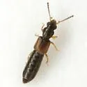Carpelimus filarius