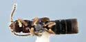 Carpelimus gracilis - photo 3