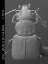 Carpelimus obliquus - photo 2