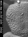 Carpelimus obliquus - photo 3