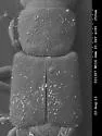 Carpelimus pertenuis - photo 3