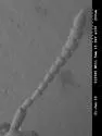 Carpelimus probus