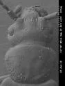 Carpelimus probus - photo 2