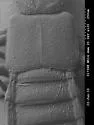 Carpelimus probus - photo 3