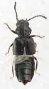 Carpelimus quadripunctatus