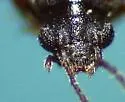 Carpelimus quadripunctatus - photo 5