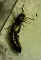 Carpelimus vancouverensis