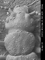 Carpelimus weissi - photo 2