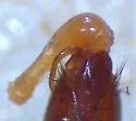 Carphacis dimidiatus - photo 2