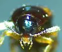 Carphacis dimidiatus - photo 3