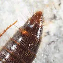 Carphacis effrenatus - photo 2