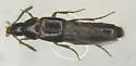 Carphacis nepigonensis