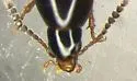 Carphacis nepigonensis - photo 2