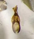 Carphacis nepigonensis - photo 3