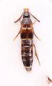 Carphacis nepigonensis - photo 4