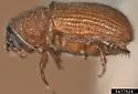 Carphobius arizonicus - photo 2
