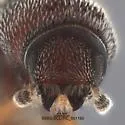 Carphobius caterinoi - photo 2
