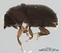 Carphobius caterinoi - photo 3