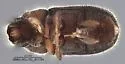 Carphobius caterinoi - photo 4