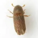 Carphoborus bicornis