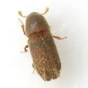 Carphoborus bicornis - photo 2