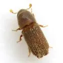 Carphoborus bicornis - photo 3
