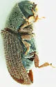 Carphoborus bicornis - photo 4