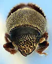 Carphoborus bifurcus - photo 3