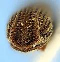 Carphoborus bifurcus - photo 4