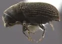 Carphoborus blaisdelli - photo 2