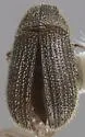 Carphoborus declivis