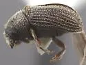 Carphoborus declivis - photo 2