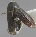 Carphoborus frontalis