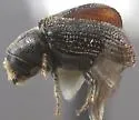 Carphoborus frontalis - photo 2