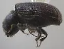 Carphoborus simplex - photo 2