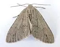Carphoides inconspicuaria - Hodges#6625
