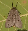 Carphoides inconspicuaria - Hodges#6625 - photo 2