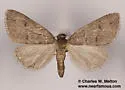 Carphoides inconspicuaria - Hodges#6625 - photo 3