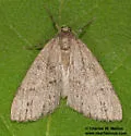Carphoides inconspicuaria - Hodges#6625 - photo 4