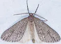 Carphoides inconspicuaria - Hodges#6625 - photo 5