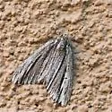 Carphoides incopriarius - Hodges#6624